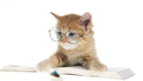 娱乐吃瓜君和猫,揭秘娱乐圈的萌宠趣事